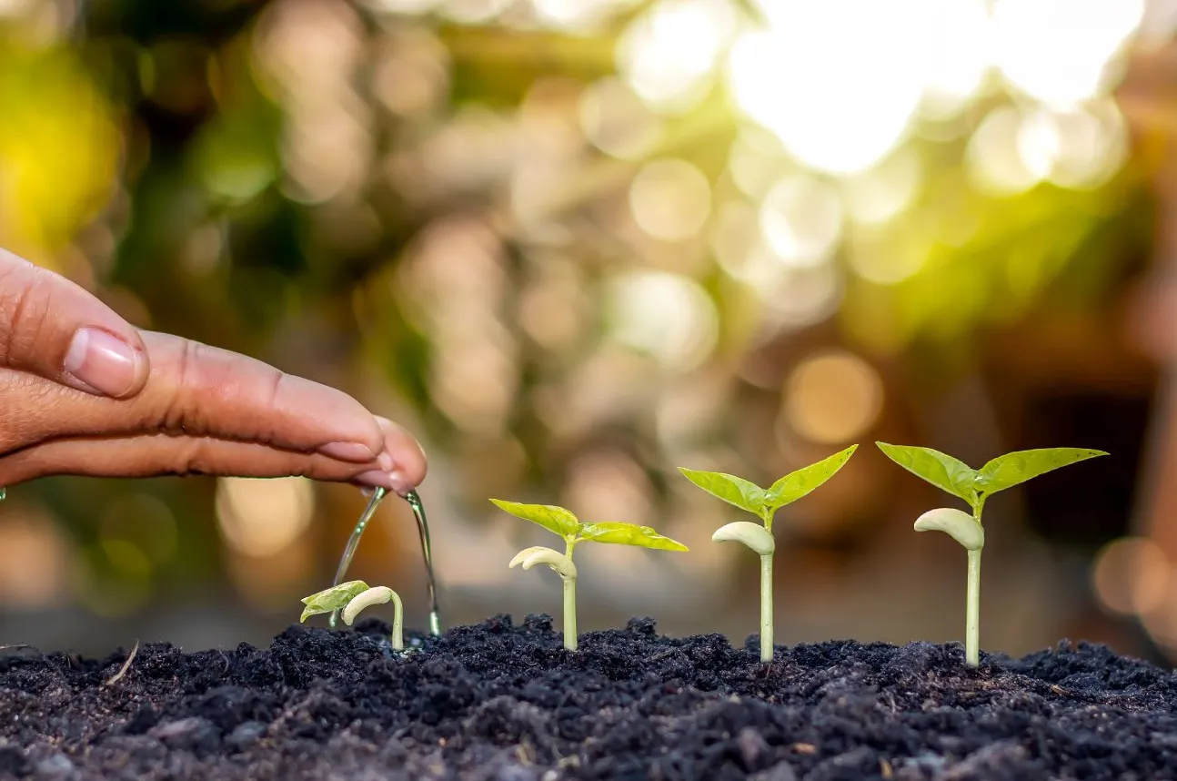 A hand watering a row of seedlings at different stages of growth